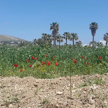 Anna Paros 나오우사
