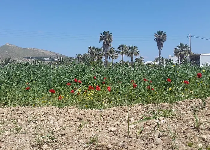 Anna Paros 나오우사