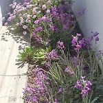 Anna Paros * Naousa